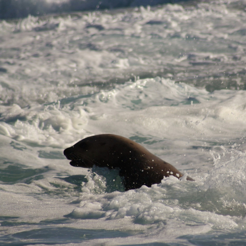 A sealion breaches the surface of turbulent waves.