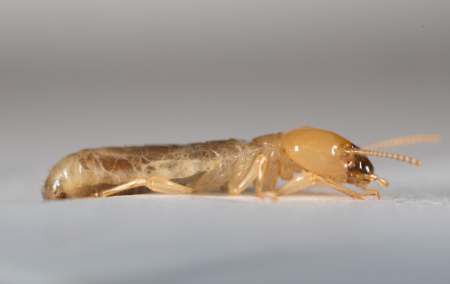  The termite faces the camera in profile. It's slight transparent yellow body stands out against the white background. It's body has a glossy sheen to it.