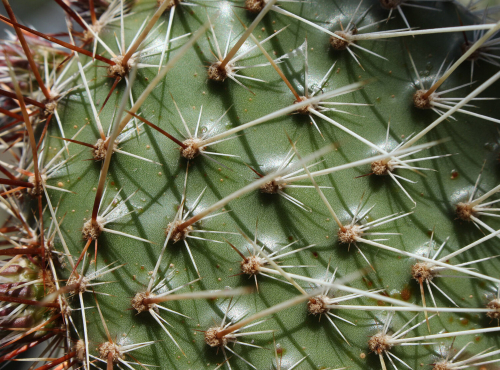 A closeup of cactus spikes. The spikes are grouped together in little evenly spaced clusters across the green flesh of the cactus.