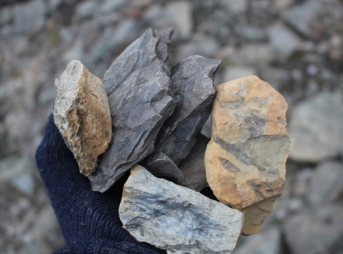 A gloved hand holds several small sedimentary rocks. Outlines of fossil shapes can been seen on them.