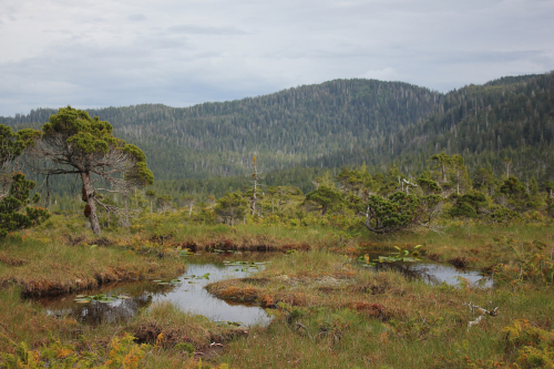 A small pond surrounded by grass sits in the middle of a mountain meadow. A few small trees grow near by. Forested mountains are visible in the background.