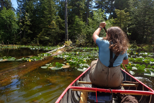 Rosanna paddles a canoe on a pond that is partially covered in lilly pads.